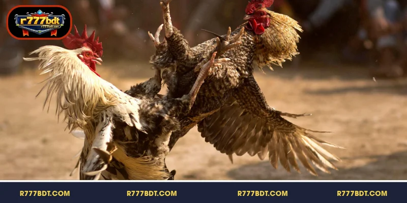 R777-এ থোমো মোরগ লড়াইয়ের ৩টি বৈশিষ্ট্য সম্পর্কে জানুন