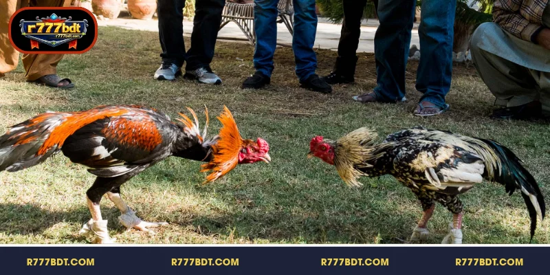 R777-এ ধাতব স্পারযুক্ত মোরগ লড়াইয়ের বৈশিষ্ট্য অন্বেষণ