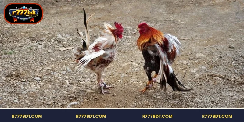 R777-এর মোরগ লড়াইয়ের সহজবোধ্য নিয়মকানুন আবিষ্কার করুন