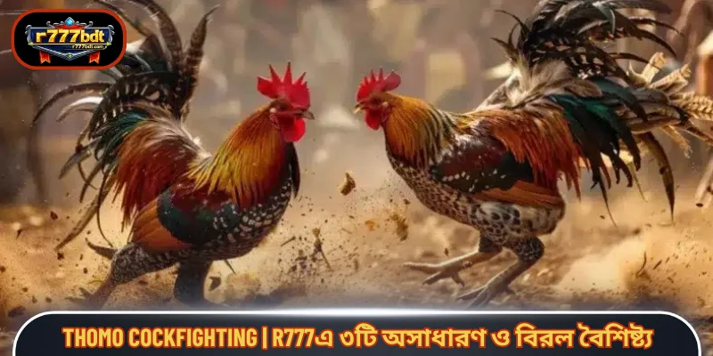 Thomo cockfighting | R777এ ৩টি অসাধারণ ও বিরল বৈশিষ্ট্য