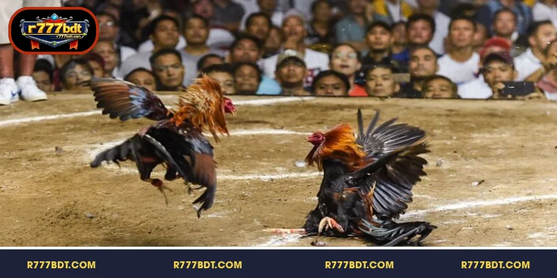 একটি সংক্ষিপ্ত বিবরণ Iron cockfighting R777