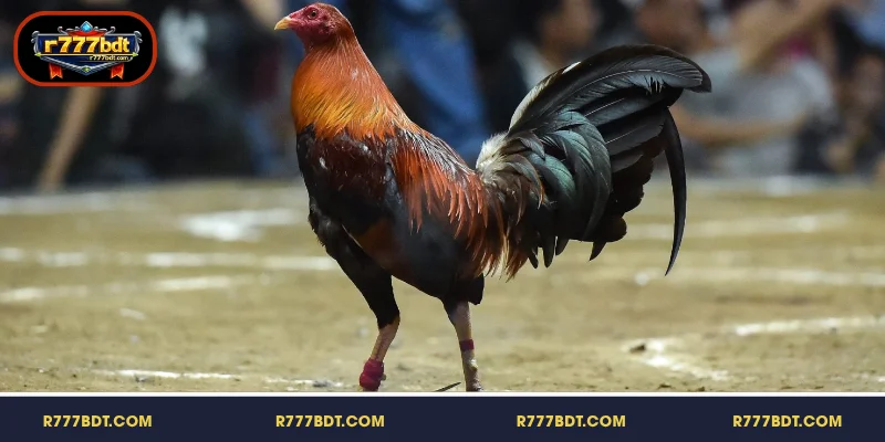 পরিকল্পনা করে আপনার মূলধন পরিচালনা করুন