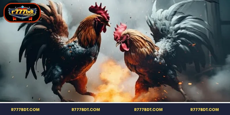 বিভাগের সংক্ষিপ্ত বিবরণ Cockfighting R777