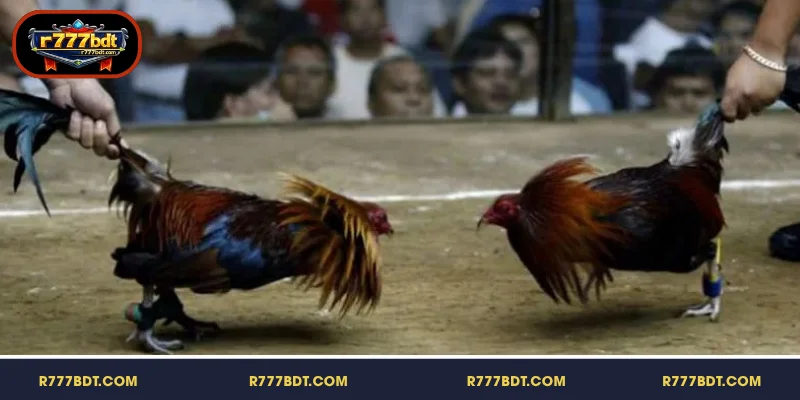 বোঝার গুরুত্ব Cockfighting rules R777-এ