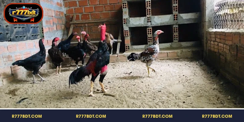 লড়াইয়ের মুরগির রোগ প্রতিরোধের দিকে মনোযোগ দিন
