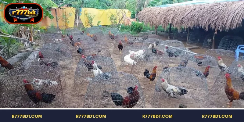 লড়াইয়ের জন্য ভালো মুরগির জাত সম্পর্কে জানুন এবং নির্বাচন করুন