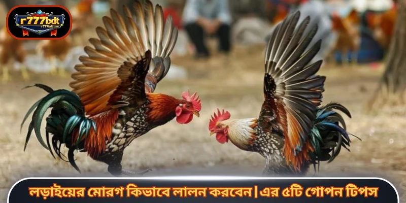 লড়াইয়ের মোরগ কিভাবে লালন করবেন | এর ৫টি গোপন টিপস